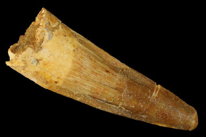 Spinosaurus Tooth - Real Dinosaur Tooth #174749
